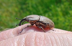 Sphenophorus aequalis