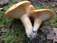 Lactarius croceus