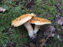 Lactarius croceus