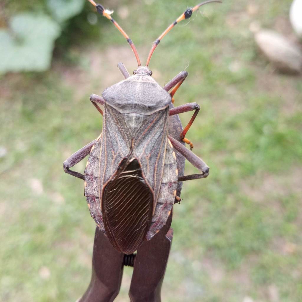 Pachylis peramplus