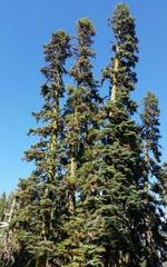 Abies magnifica shastensis