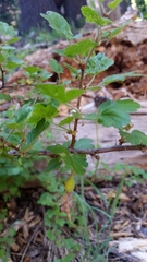 Ribes lobbii
