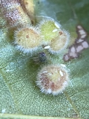 Caryomyia purpurea