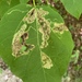 Amauromyza pleuralis - Photo (c) Carrie Seltzer, algunos derechos reservados (CC BY-NC), subido por Carrie Seltzer