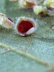 Caryomyia purpurea
