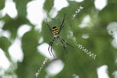 Argiope amoena