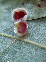 Caryomyia purpurea