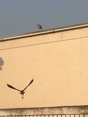 Nycticorax nycticorax