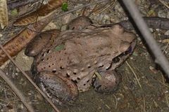 Leptodactylus vastus