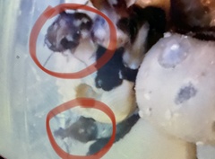 Acanthoscelides obtectus