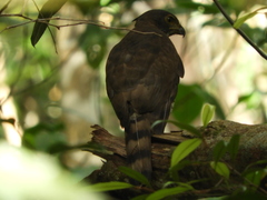 Accipiter virgatus