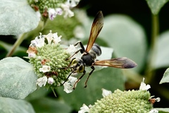 Tachytes guatemalensis