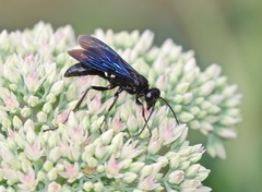 Sphex pensylvanicus