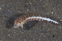 Parapercis xanthozona