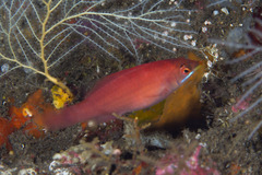 Pseudocheilinus evanidus