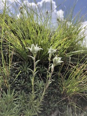 Leontopodium himalayanum
