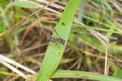 Ropalidia hongkongensis