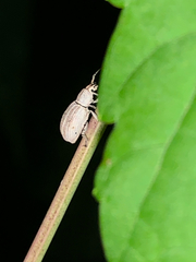 Aphrastus taeniatus