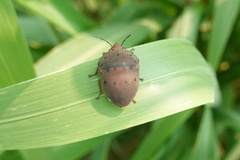 Solenosthedium chinense