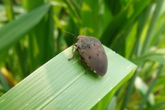 Solenosthedium chinense