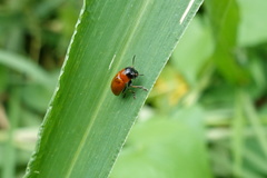 Coptocephala pallens