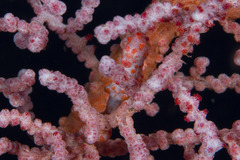 Hippocampus bargibanti