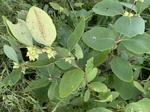 Western Snowberry