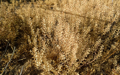 Lepidium lasiocarpum