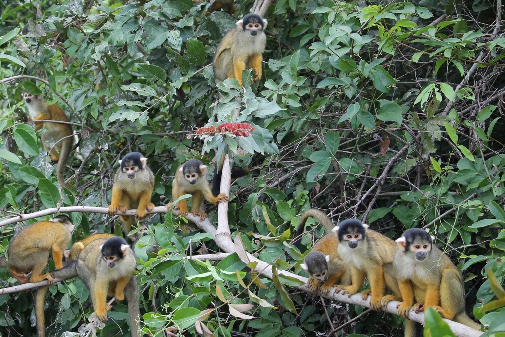 Bolivian Squirrel Monkey