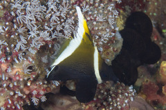 Heniochus varius