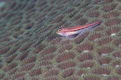 Helcogramma striata
