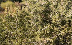 Prunus fasciculata