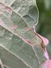 Insecta