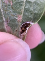 Insecta