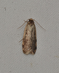 Hoplostega ochroma