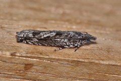 Holocola triangulana