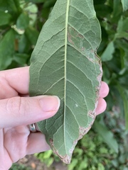 Insecta