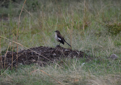 Mimus dorsalis