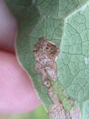 Insecta