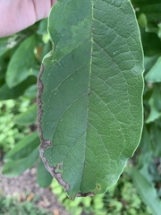 Insecta