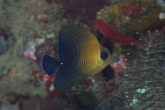 Zebrasoma scopas
