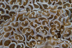 Fimbriaphyllia ancora