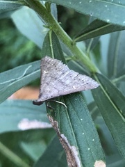 Phalaenostola larentioides