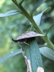 Phalaenostola larentioides