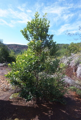 Xanthostemon ruber