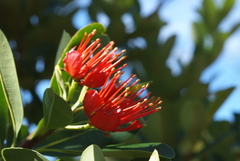 Xanthostemon ruber