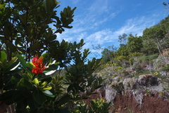 Xanthostemon ruber