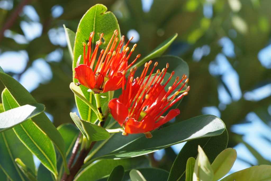 Xanthostemon ruber