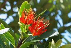 Xanthostemon ruber