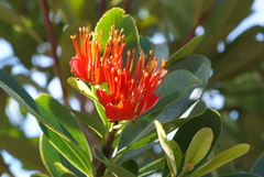 Xanthostemon ruber